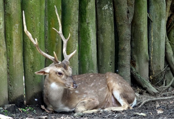 雄性的梅花鹿會利用頭上的角和競爭對手打架。(台北市立動物園提供)
