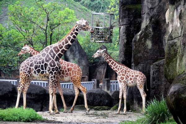 長頸鹿則會用長長的脖子企圖將情敵驅趕出去。(台北市立動物園提供)