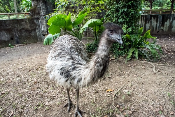 每年正冷的時節,恰巧是鴯鶓的產蛋高峰期。(台北市立動物園提供)