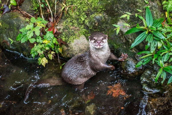 小爪水獺對伴侶很專情。(台北市立動物園提供)