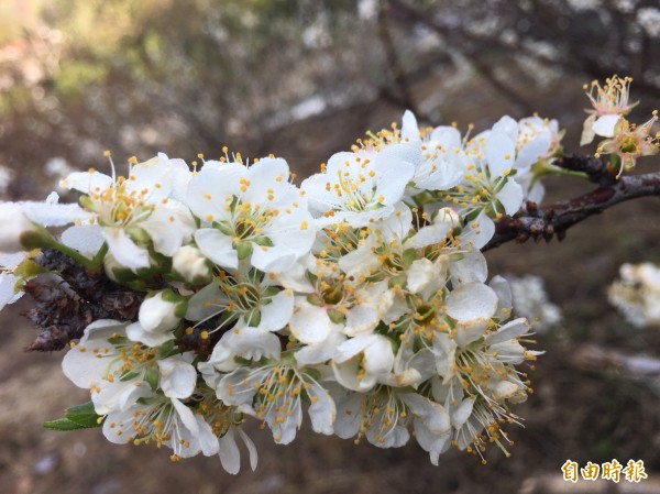 虎山岩寺周邊李花成串堆滿枝頭，彷彿鋪上白雪，美不勝收。（記者湯世名攝）