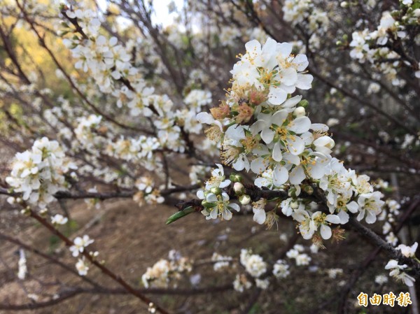 虎山岩寺周邊李花盛開。（記者湯世名攝）