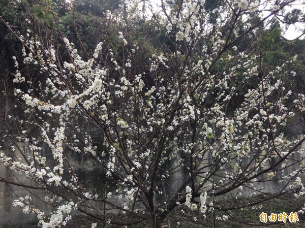 虎山岩寺周邊李花盛開，還未開花的花苞則都帶著一抹粉紅，好像擦了口紅或抹了胭脂般。（記者湯世名攝）