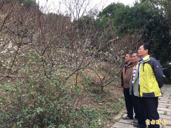 花壇鄉虎山岩寺周邊李花盛開，成串堆滿枝頭，讓鄉長李成濟（右1）等人讚嘆不已。（記者湯世名攝）