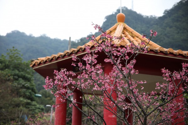 新店屈尺櫻花小公園的山櫻花，已開7、8成。（新北市綠美化環境景觀處提供）