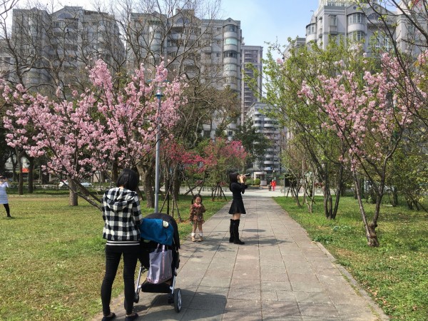 林口運動公園的吉野櫻約在3月盛開。（資料照，新北市綠美化環境景觀處提供）