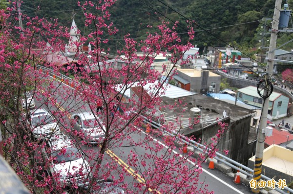 霧台山櫻花況高峰，明天開始車輛管制。（記者邱芷柔攝）