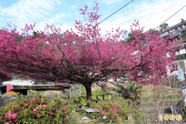 樹齡逾60年的霧台櫻花王，盛開時就像一把大花傘。（記者邱芷柔攝）