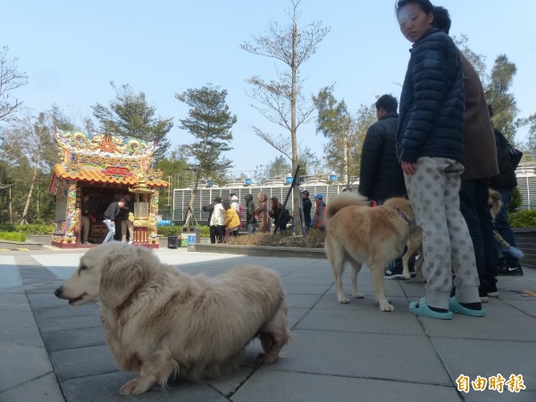 台開金門風獅爺商店街福德祠前舉辦擲筊搏發財金活動，有鄉親帶著寵物前往一試手氣。（記者吳正庭攝）