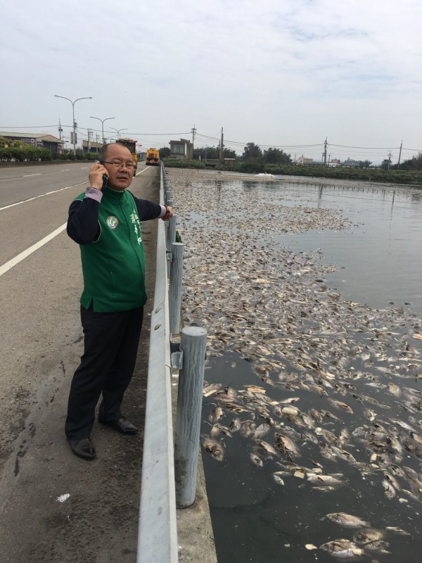 桃園市大園區國際路、民生路一處埤塘，水面漂浮大量魚屍。（市議員游吾和提供）