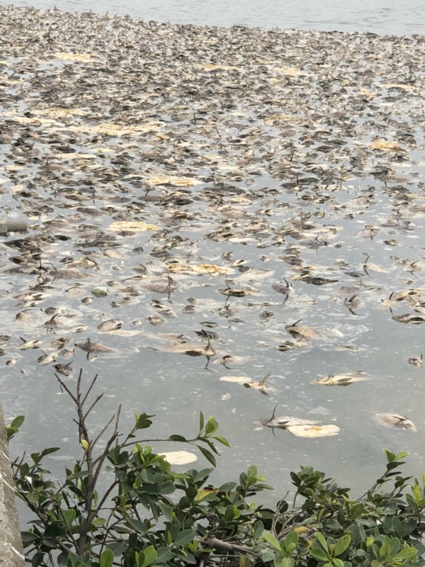 桃園市大園區國際路、民生路一處埤塘，水面漂浮大量魚屍。（市議員游吾和提供）