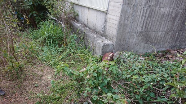 命案發生地為高雄燕巢區一處偏僻果園。（記者蘇福男翻攝）