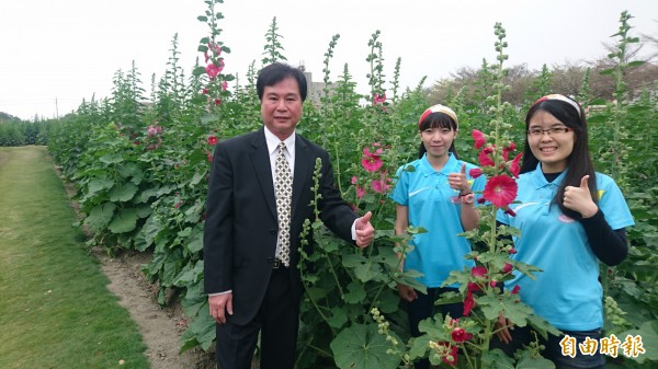 學甲區長邱志榮（左一）稱讚蜀葵花美麗，歡迎遊客來賞花，花期可到4月中。（記者楊金城攝）