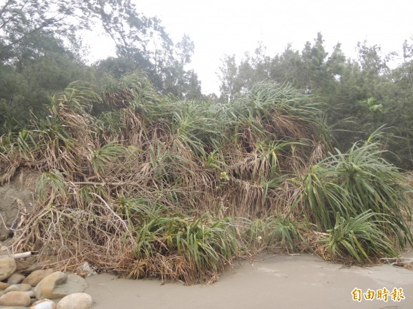 新月沙灣的沙子大量被海水沖走，直逼岸邊，防風林也傾倒。（記者廖雪茹攝）