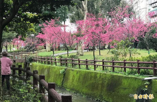 社區居民出錢出力，把髒亂的環境整理成「櫻花公園」。（記者李容萍攝）