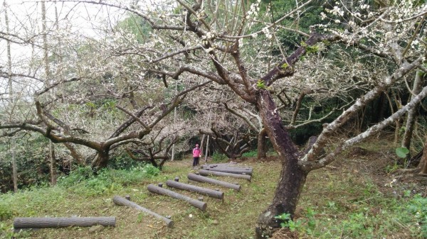 六義山步道梅花綻放。（屏林處提供）