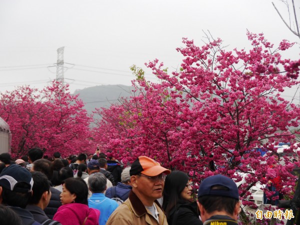 泰安櫻花季吸引大批民眾賞櫻。（記者張軒哲攝）