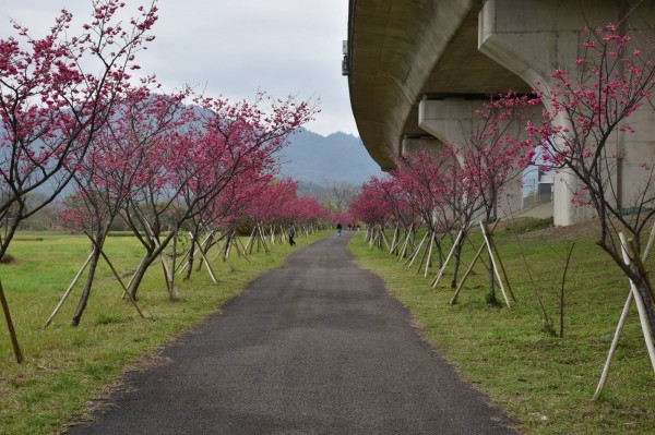 新竹縣竹東鎮的頭前溪河濱生態公園櫻花盛開，鎮公所將於17日舉辦春櫻花海節，活動中安排有「狗狗萌主爭霸」毛小孩造型選美比賽。（擷取自春櫻花海節臉書粉絲專頁）