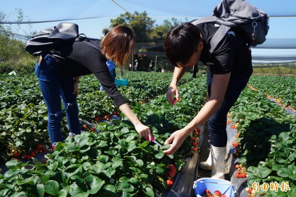 新加坡大學生來台自由行，到潭子開心採草莓。（記者歐素美攝）