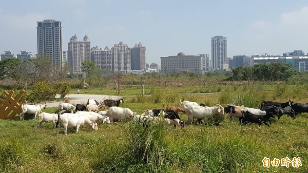 竹市最大空氣品質淨化區啟用，微笑水岸的親水環境甚至可見羊群悠遊其中。（記者蔡彰盛攝）