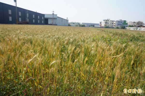 大雅區今年小麥種植面積達100公頃。（記者歐素美攝）