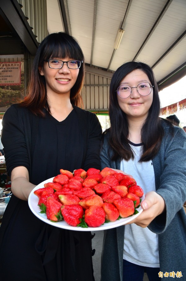 善化草莓在南台灣遠近馳名，深受歡迎。（記者吳俊鋒攝）