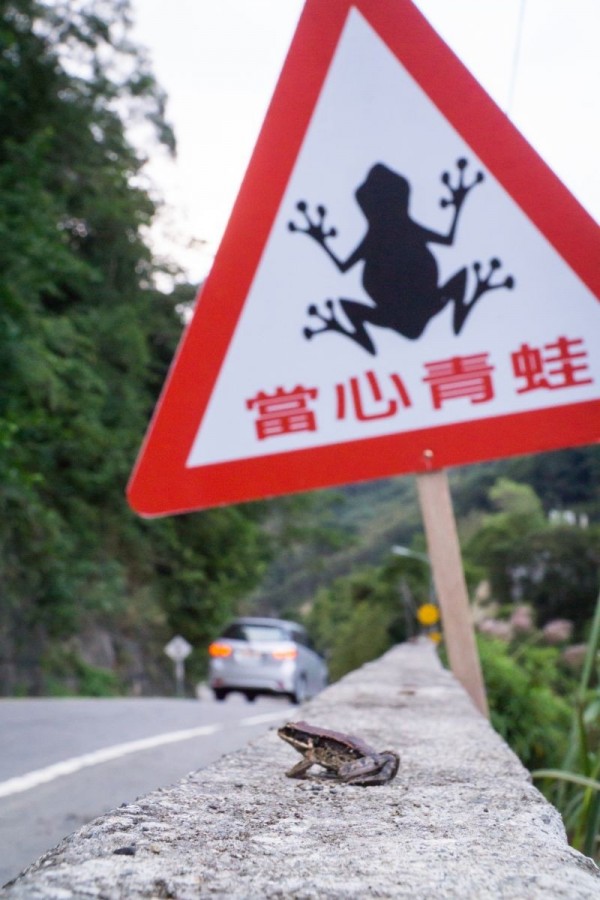 三峽北115鄉道常見成群青蛙穿越馬路，農業局在當地豎立「當心青蛙」牌面，提醒駕駛小心，保護青蛙安全。（新北市農業局提供）