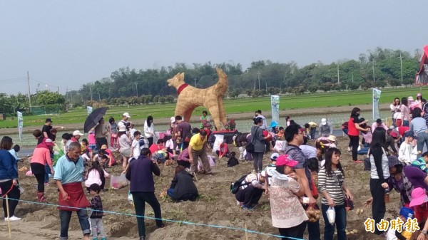 民眾樂挖馬鈴薯。（記者廖淑玲攝）