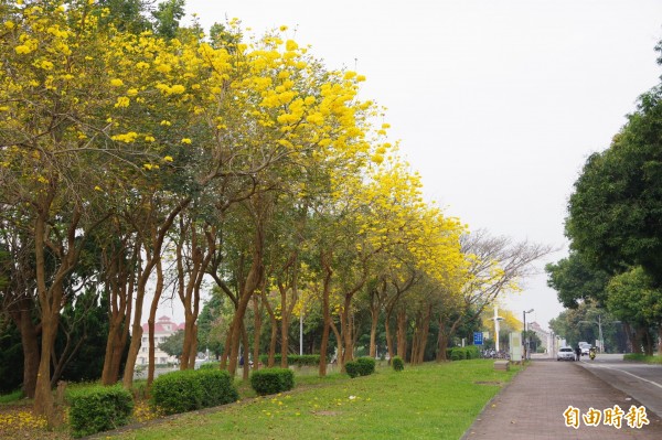 國立中正大學大門前的大學路一段路旁整排黃花風鈴木，悄悄開花。（記者曾迺強攝）