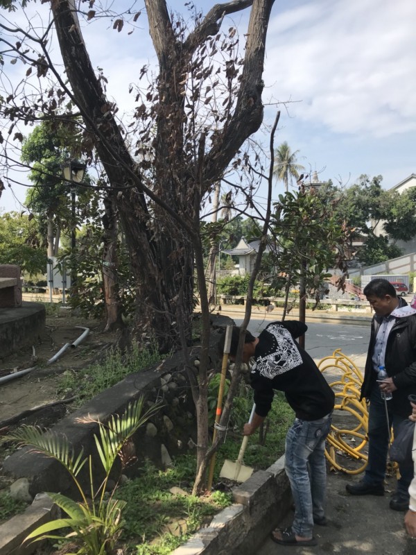竹溪整治「築夢之溪」,區內老樹重新配置至適合的位置,樹醫生檢視老樹狀況。(圖由南市水利局提供)