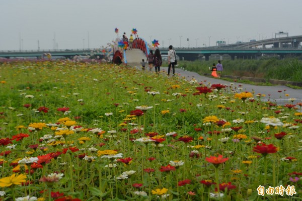 大里溪畔廣達4公頃的花海，目前百日草陸續開花，成為賞花新景點。（記者陳建志攝）