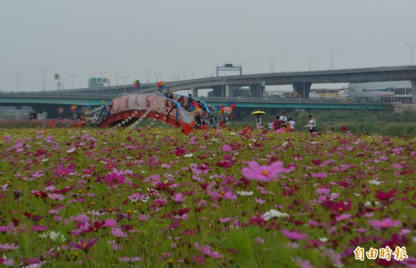 大里溪畔廣達4公頃的花海，目前大波斯菊正盛開，吸引不少民眾趁著假日來賞花。（記者陳建志攝）