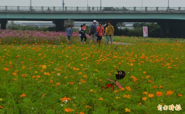 大里溪畔廣達4公頃的花海，目前黃波斯菊、大波斯菊陸續開，花朵隨風搖曳相當漂亮。（記者陳建志攝）