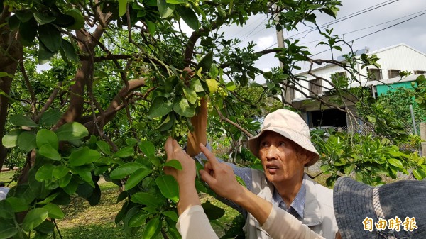 2018麻豆柚花季今起登場，在柚花香、滿園雪的柚子園內，有新人辦婚禮、品嚐特色料理、呷柚等活動，邀請大家來認識麻豆文旦產業文化。（記者王涵平攝）