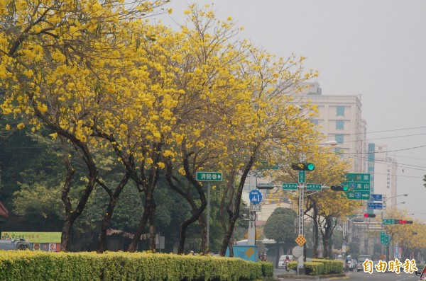 2015年2月屏東市中山路風鈴花道盛況。（記者李立法攝）