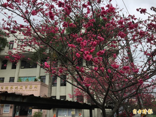 樹林地政事務所主任林圭宏說，新北地政雲查詢，網站有五大常用查詢服務外，也有市有農地標租等項目查詢。（記者邱書昱攝）