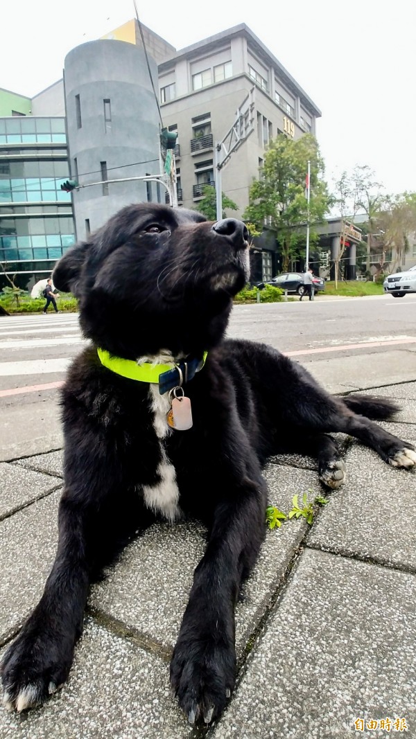 宜蘭代理縣長陳金德同意宜蘭各消防隊養隊犬。（記者簡惠茹攝）