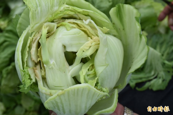 天氣溫暖蔬菜生長快速,芥菜心裂果。(記者黃淑莉攝)