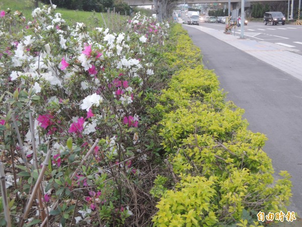 竹北興隆路自鐵道橋到縣政九路間的河堤旁，去年種下約2萬株杜鵑花，其中的「平戶品種」正值盛開！ （記者廖雪茹攝）