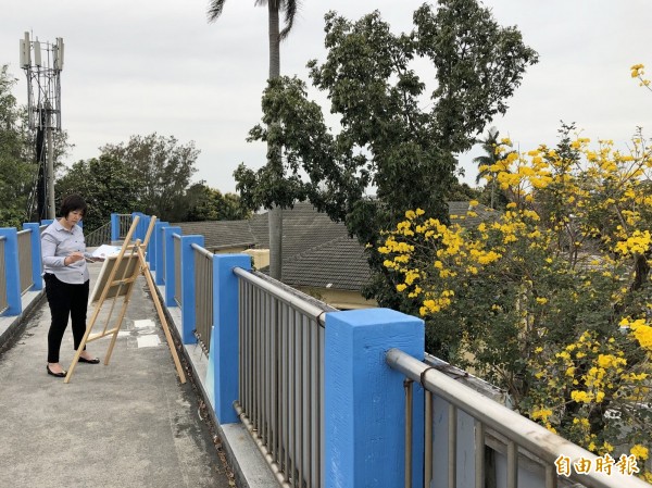 前立法委員鄭汝芬特別來取景寫生,記錄黃金風鈴花盛開景況。(記者陳冠備攝)