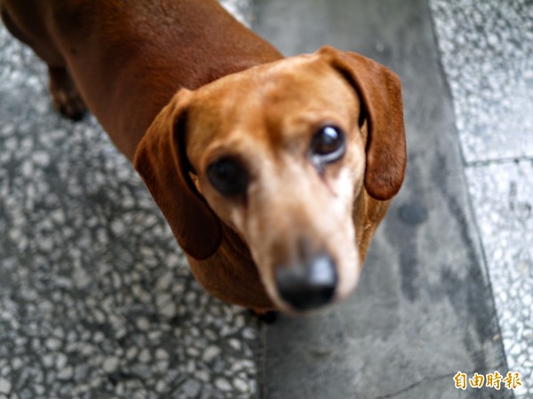 羅東分隊的消防工作犬翔翔跟隊員感情深厚。（記者簡惠茹攝）