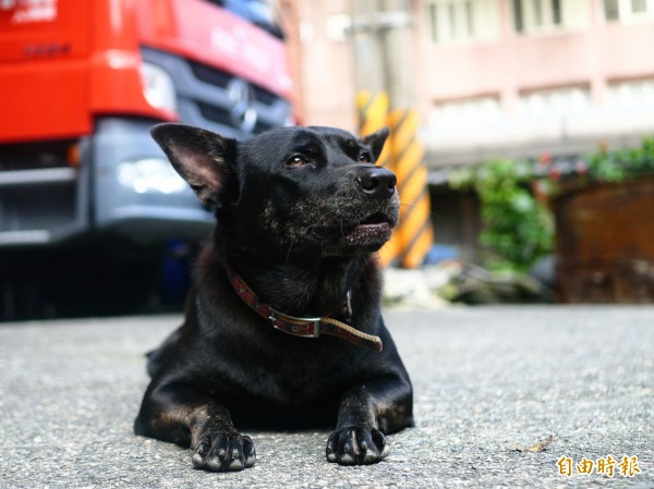 南方澳分隊的消防工作犬歐霸由分隊從小養大。（記者簡惠茹攝）