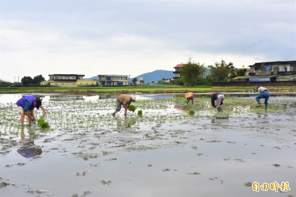 冬山鄉公所與農會合作,今年在三奇村伯朗大道打造可食地景,預計6月結穗。(記者張議晨攝)
