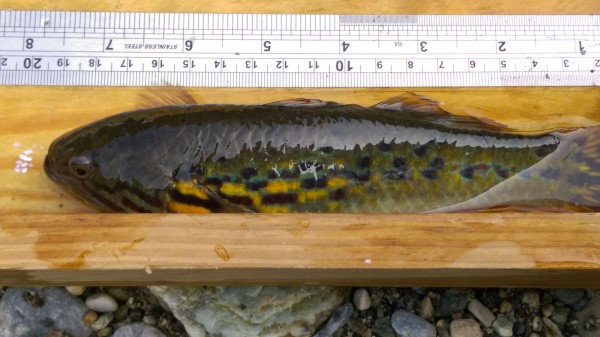 花蓮林管處在三棧溪進行溪流魚類調查時,意外發現從未紀錄過的魚種「無孔塘鱧」,當時所測量的魚體長約19公分。(花蓮林管處提供)