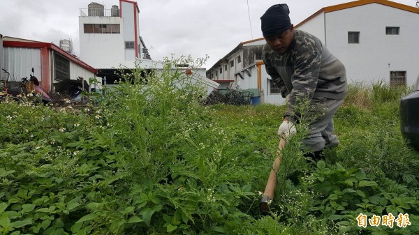 台東林管處關山工作站派員協助出現在關山鎮街上的銀膠菊。(記者王秀亭攝)