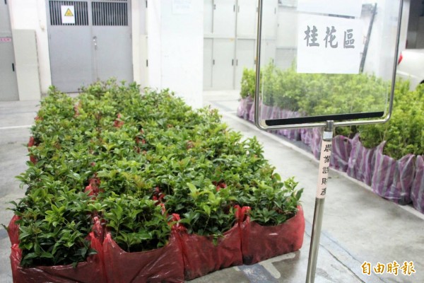 想要家有桂花飄香?鹿港鎮公所明天將送出1000株桂花苗。(記者劉曉欣攝)