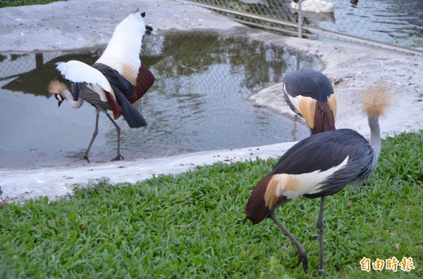 草屯鎮私人鳥園暨動物園中的鳥類種類繁多，生活空間寬敞。（記者陳鳳麗攝）