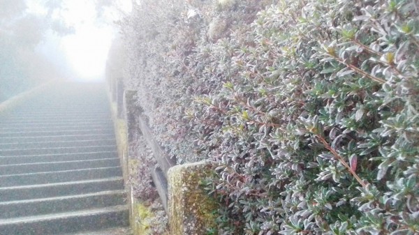 太平山的霧淞。(記者江志雄翻攝)