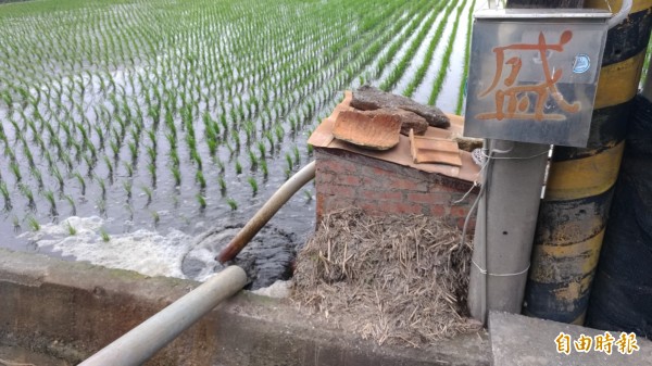 畜牧廢水施灌農田變肥水。（記者廖淑玲攝）