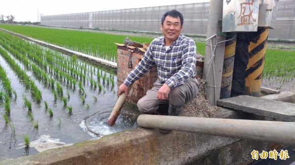 養豬戶王泰盛將畜牧廢水施灌農田。（記者廖淑玲攝）